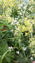 Galium × pomeranicum