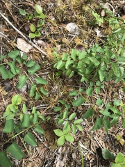 Sanguisorba stipulata
