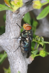 Cochliomyia