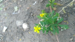 Potentilla argentea