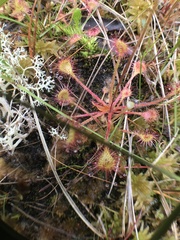 Drosera