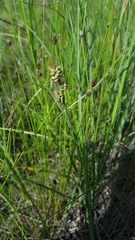 Carex buxbaumii