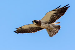 Buteo swainsoni