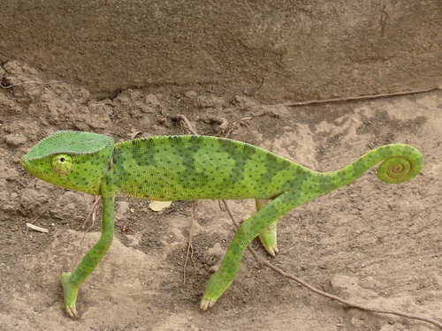 Graceful Chameleon