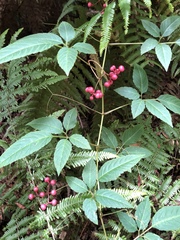 Pseudocayratia pengiana