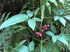 Pseudocayratia pengiana