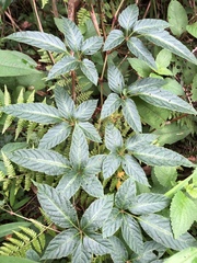 Pseudocayratia pengiana