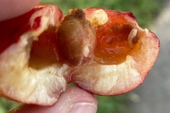 Rhagoletis cerasi