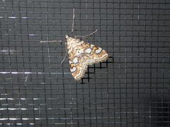 Elophila ekthlipsis