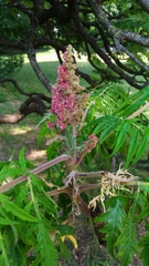 Rhus typhina
