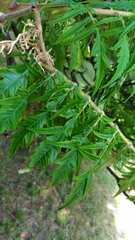 Rhus typhina