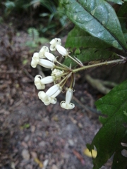 Pittosporum rubiginosum
