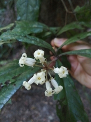Pittosporum rubiginosum