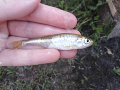 Leucaspius delineatus