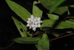 Syzygium wilsonii
