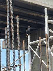 Acridotheres cristatellus formosanus