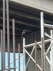 Acridotheres cristatellus formosanus