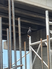 Acridotheres cristatellus formosanus