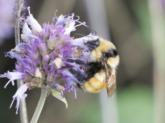 Bombus centralis