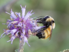 Bombus centralis