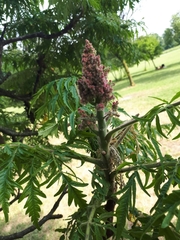 Rhus typhina