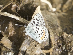 Euphilotes battoides