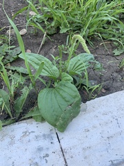 Plantago major