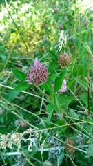Trifolium pratense