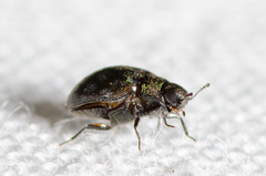Limnichidae