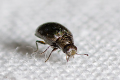 Limnichidae