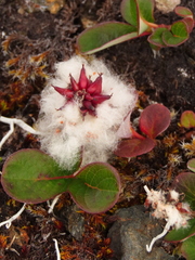 Salix stolonifera