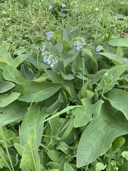 Symphytum caucasicum