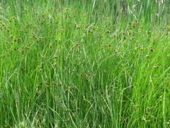 Bolboschoenus planiculmis