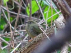 Chiroxiphia linearis