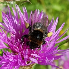 Bombus subterraneus