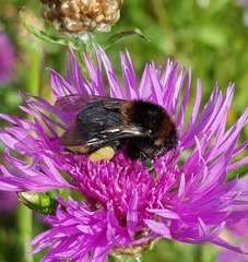 Bombus subterraneus