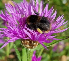 Bombus subterraneus