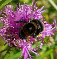 Bombus subterraneus