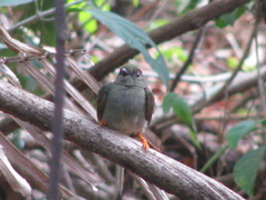 Chiroxiphia linearis