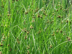 Bolboschoenus planiculmis