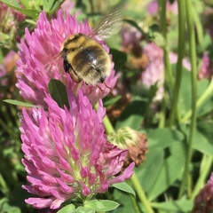 Bombus distinguendus