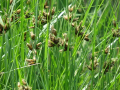 Bolboschoenus planiculmis