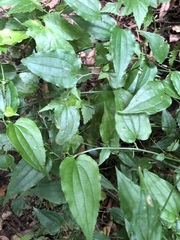 Smilax sieboldii
