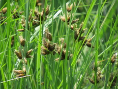 Bolboschoenus planiculmis