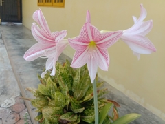 Hippeastrum reticulatum