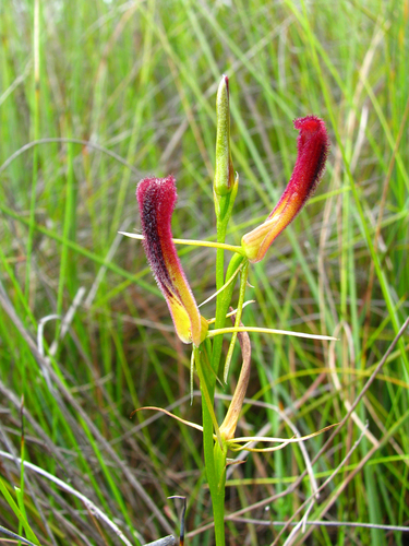 Cryptostylis hunteriana Nicholls