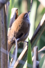 Limnoctites sulphuriferus