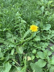 Taraxacum officinale