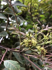 Tetradium ruticarpum