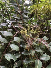 Tetradium ruticarpum